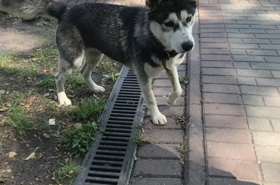 Собака хаски с карими глазами на Осташковской улице
