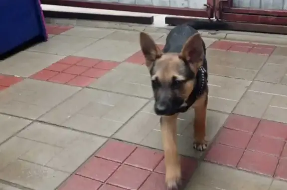 Собака Мальчик найдена на Рабочем проспекте, Воронеж