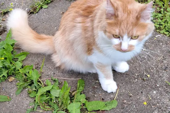 Пропал рыже-белый кот в Московской области