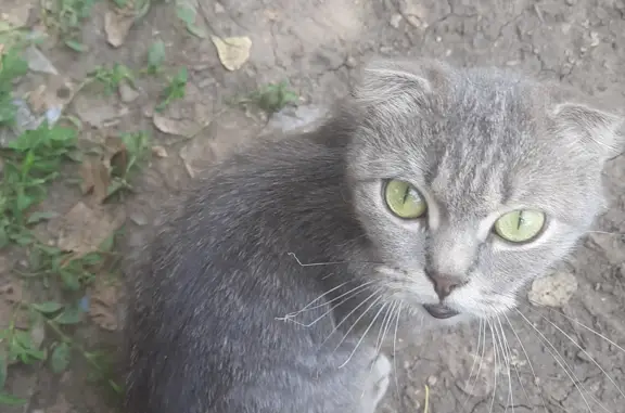 Найдена кошка Шотландская вислоухая на Ворошиловском проспекте