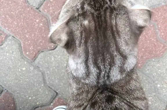 Найден молодой породистый котик на пр. Защитников Москвы 12