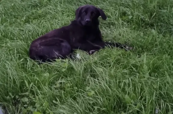 Найден худой пёс в Южно-Сахалинске