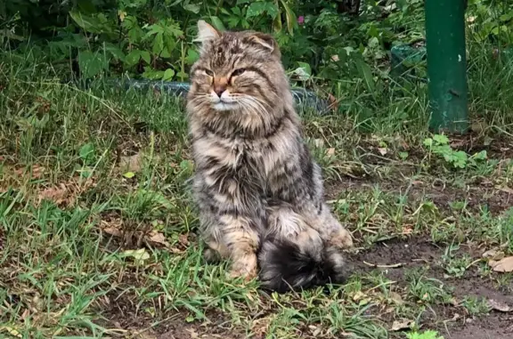 Найдена кошка на Пресненской ул., 25, Гусь-Хрустальный