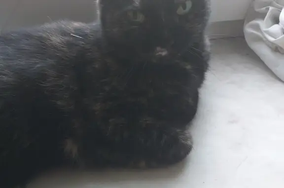 Кошки потеряшки, Санкт-Петербург, фото: Потеряшка кошка Орловская дом 4кор2, СПб