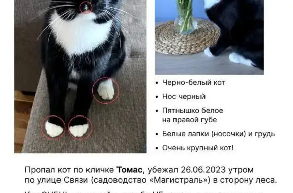 Пропала кошка: Чёрно-белый кот, ул. Связи