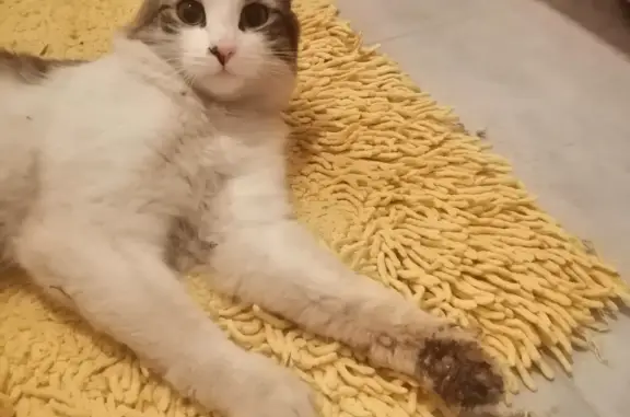 Пропала кошка в Михайловке, Башкортостан