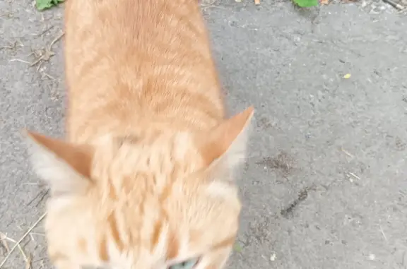 Найден рыжий котик на Первомайском пр., 54А, Петрозаводск