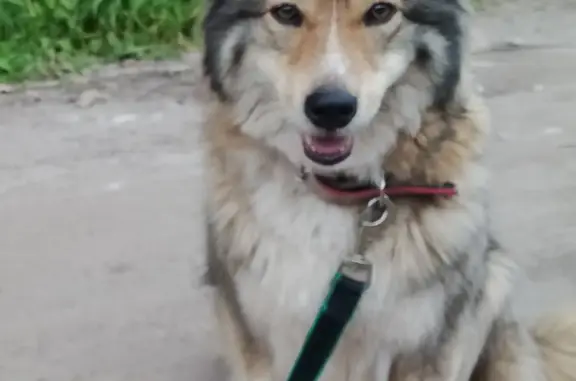 Пропала собака Багира, ул. Зарубина, 53А, Йошкар-Ола