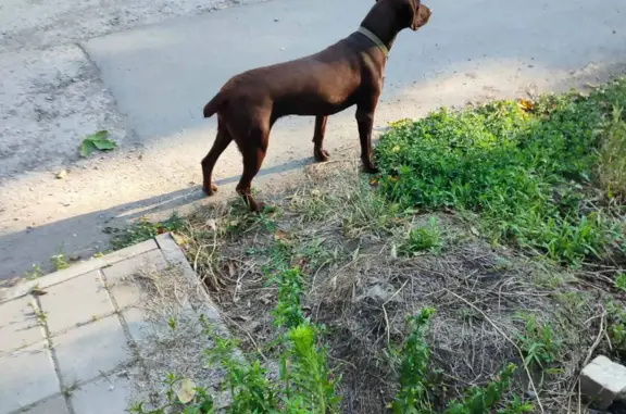 Найдена собака на ул. Дзержинского, Таганрог
