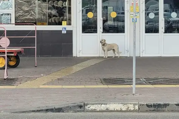 Собака на ул. Анри Барбюса, Астрахань