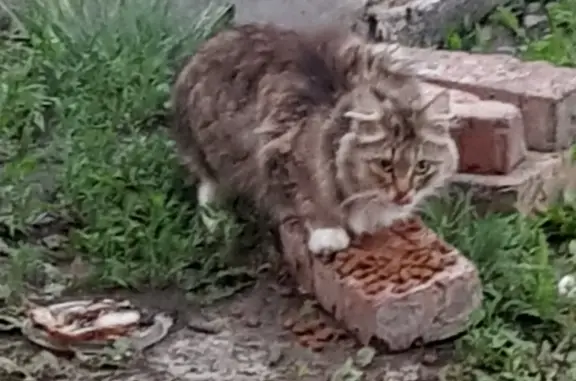 Пугливый кот найден в Ребровке, т.89131419147