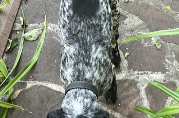 Найдена собака, Ростов-на-Дону, фото: Собака найдена: ул. Вавилова, 80, Ростов-на-Дону