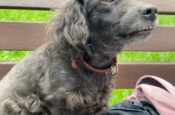 Собаку с клещом нашли в парке, Можайский проезд, Руза