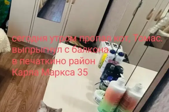 Пропала кошка Томас, ул. Карла Маркса, 35, Сокол