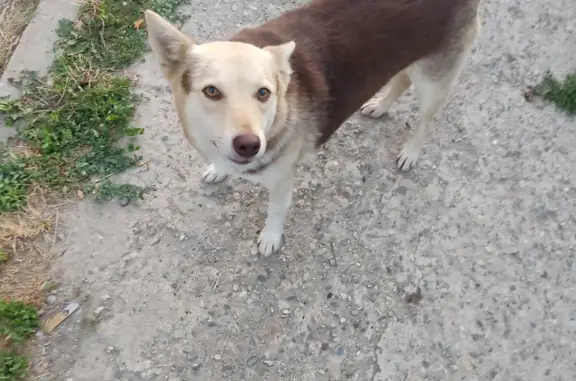 Собака ищет нового хозяина на Донбасской, 61