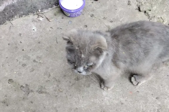 Найден ручной котенок на ул. Дмитрия Холодова, 4, Подольск