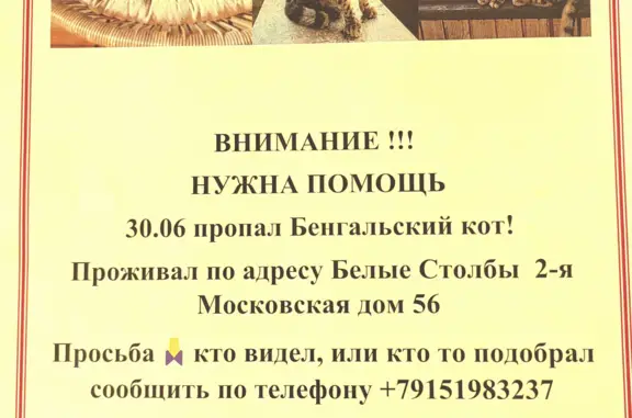 Пропал пятнистый кот, 2-я Московская улица