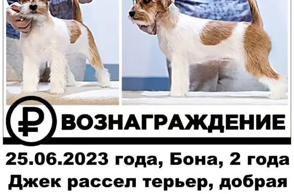 Пропала собака в Новосибирске, ул. Учительская и Авиастроителей