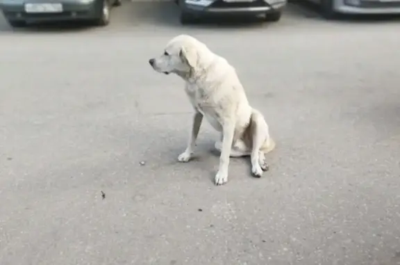 Найден крупный пёс в Самаре, Вольская улица, 87
