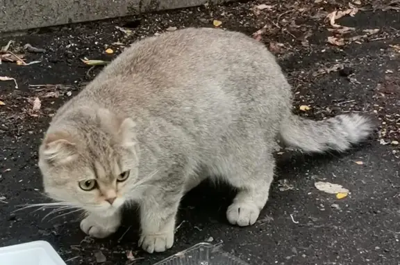 Найдена кошка, Порода Шотландская, аллея Жемчуговой, 5 к1, Москва