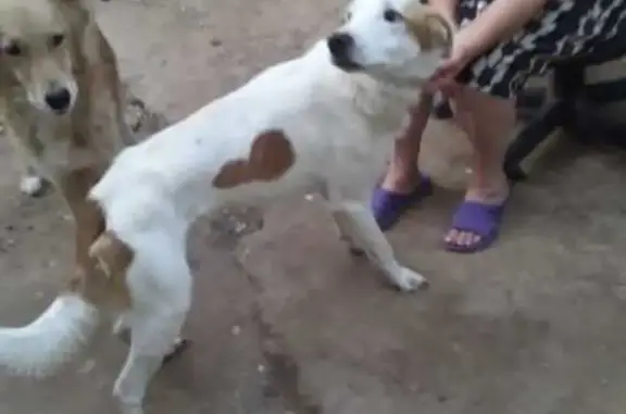 Пропала собака в Астрахани, ул. Н. Островского 107