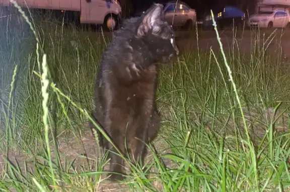 Потерянная кошка, Черно-коричневая, ул. Халева, 5, Казань