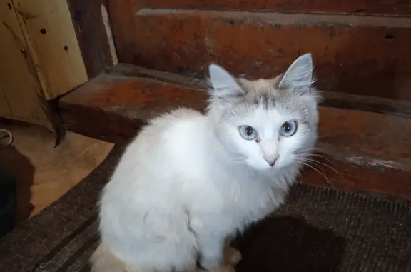 Пропала кошка Кошечка, ул. 40 лет Победы, Биробиджан