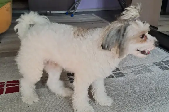Найдена породистая собака на Красноармейской, 175