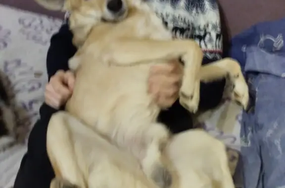 Собаки потеряшки, Нижний Новгород, фото: Потеряшка собака Алтай, ул. Циолковского, 42, Нижний Новгород