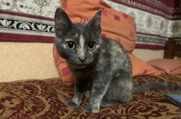 Кошка найдена на Геологической ул., 21, Сургут