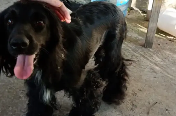 Найдена собака на бульваре Великой Победы, 1 в Волгодонске