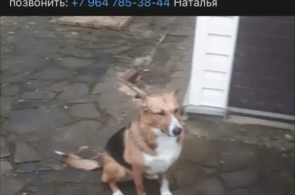 Пропала собака: трехцветная дворняжка, Московская область
