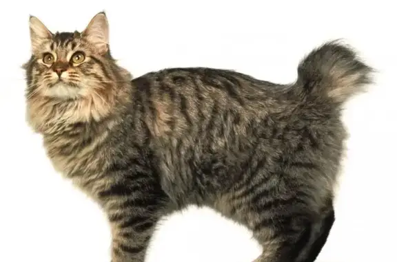 Кошки потеряшки, Иркутск, фото: Потеряшка кошка Куся, ул. Желябова, Иркутск