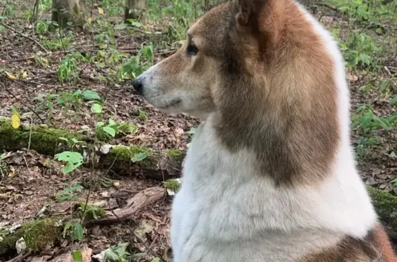 Пропала собака Кабель в лесу, ст. Троицкая, Московская обл.