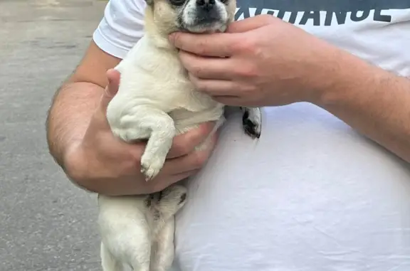 Найдена собака в Пушкино, ул. Андреевская