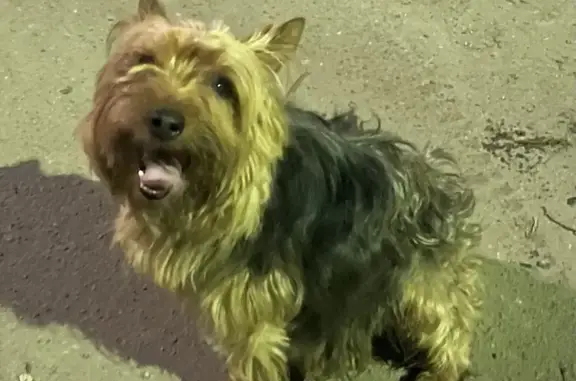 Найдена собака на Правой Набережной, Переславль-Залесский