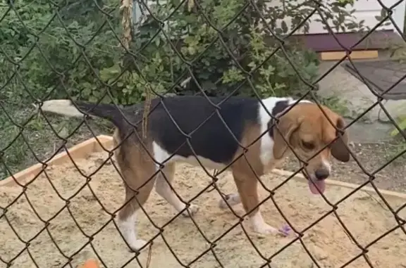 Найдена собака в Ейске, Парк Поддубного, 1 июля