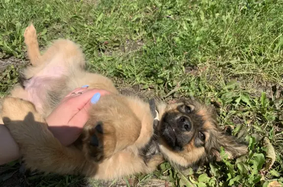 Найден щенок с ошейником в Вязниках, Владимирская область