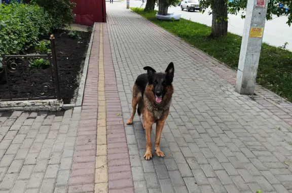 Собака потерялась возле телецентра, адрес: ул. Яковлева, 42, Томск