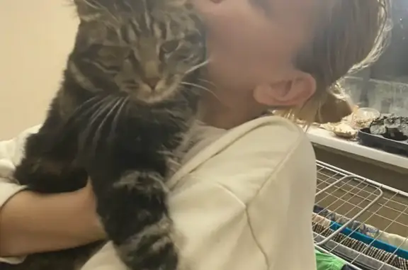 Потерянные животные Санкт-Петербург, фото: Пропала кошка Кот, 4 года, проспект Наставников, 14