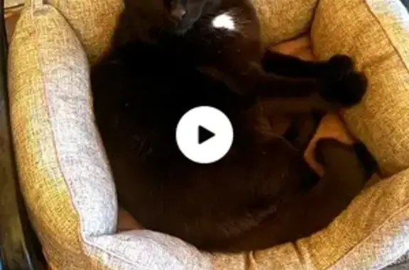 Потерянные животные Саранск, фото: Пропал черный кот с белым галстучком, ул. Подлесная, 1