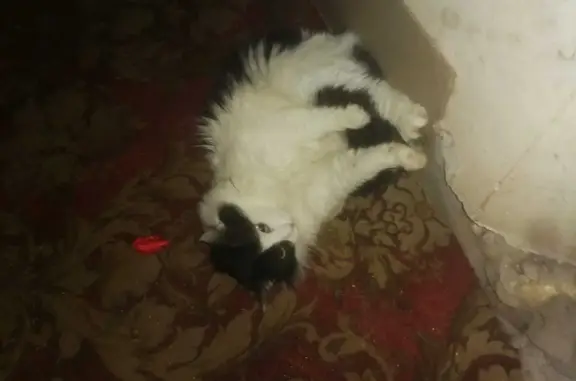 Пропала кошка Кузя на ул. Партизан, Тучково
