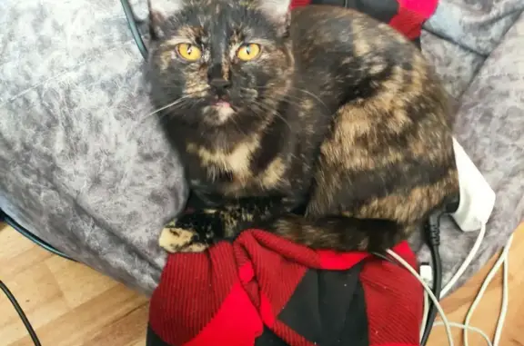 Кошки потеряшки, Киров, фото: Потеряшка кошка: ул. Чапаева, 13, Киров