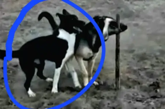 Пропала собака в СНТ Озёрный возле Онохоя, Бурятия