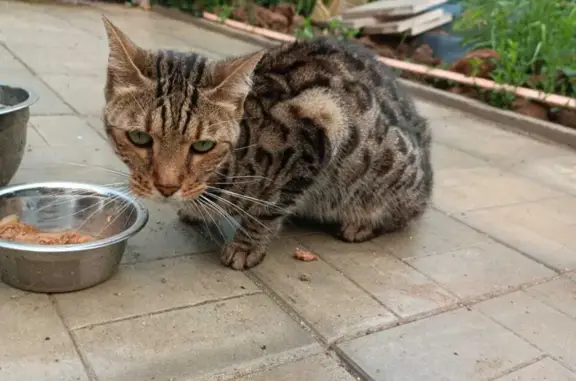 Найдена худая Бенгальская кошка на Славянской улице