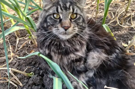 Пропал кот в садах 