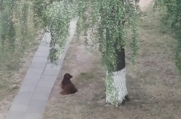 Собака ждёт хозяина на ул. Винокурова, 23