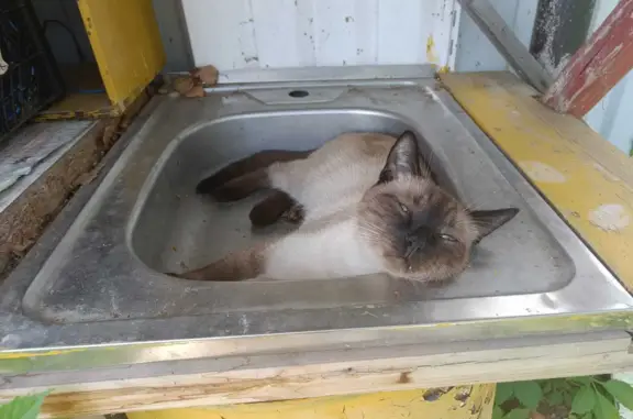 Пропала кошка Мальчик, сиамский, 3-4 года, адрес: 46К-1101, Московская область