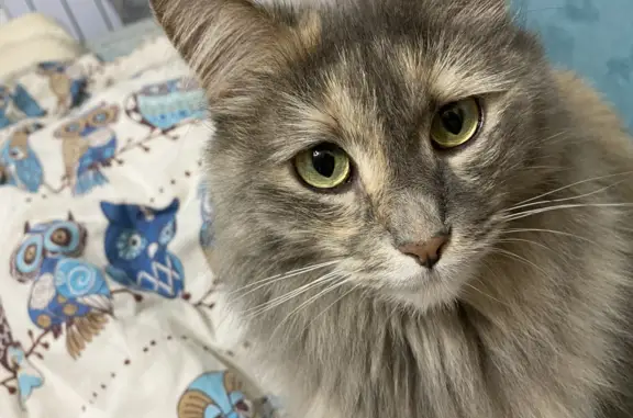 Кошки потеряшки, Набережные Челны, фото: Потеряшка кошка Ася с волнистой шерстью, 21/03, Набережные Челны