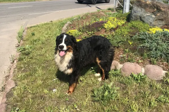 Потерянный пес возле магазина Дикси на Пятницком шоссе